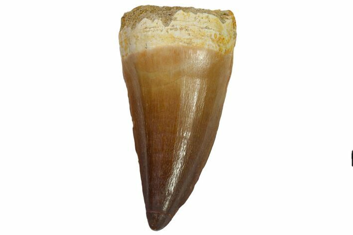 Fossil Mosasaur (Prognathodon) Tooth - Top Quality #114155
